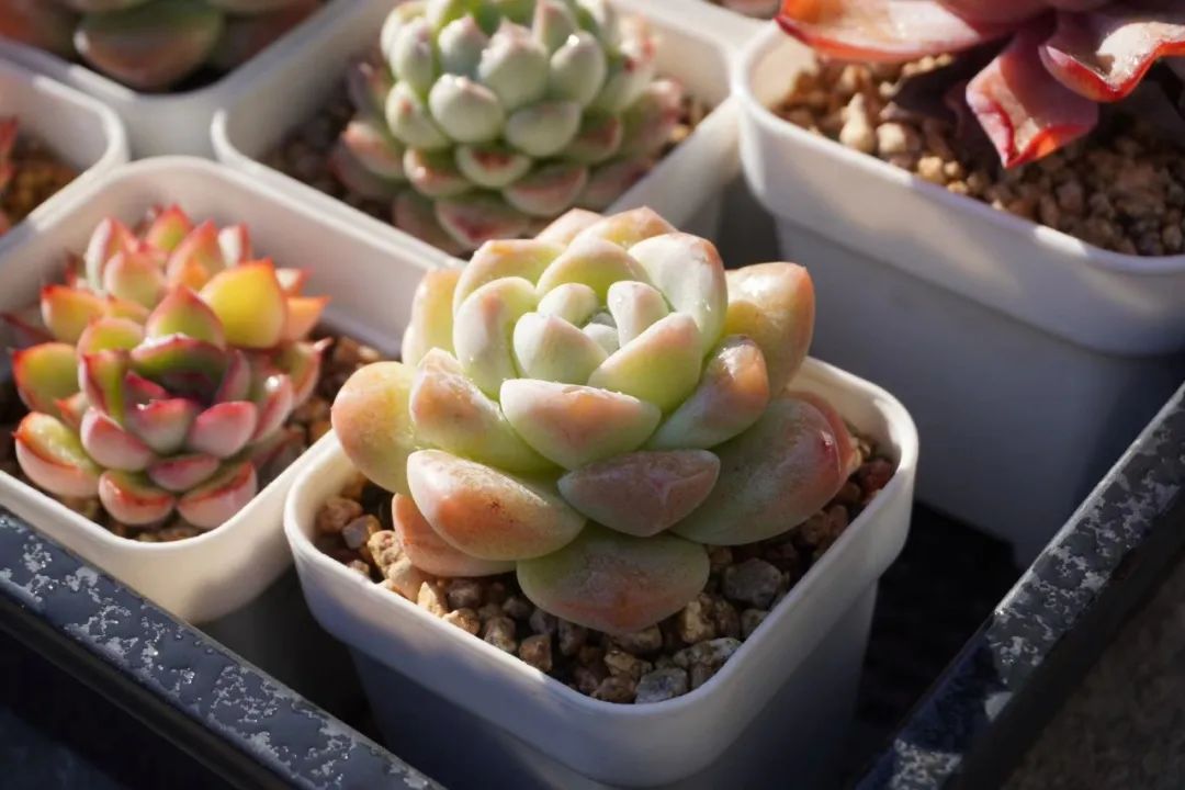 適合新手的16種多肉植物_新手種多肉最好用什么盆_新手種多肉選什么品種