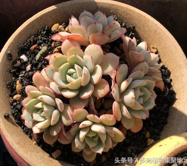 盆晾換根多肉可以曬太陽(yáng)嗎_多肉換盆用曬根嗎_多肉換盆不晾根可以嗎