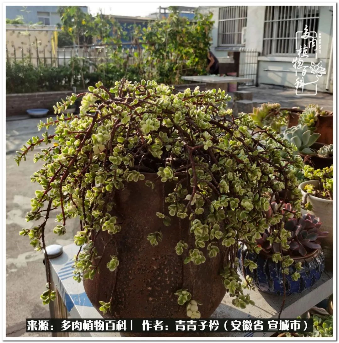 多肉植物雨燕座_多肉雨燕座怎么養護_雨燕座多肉