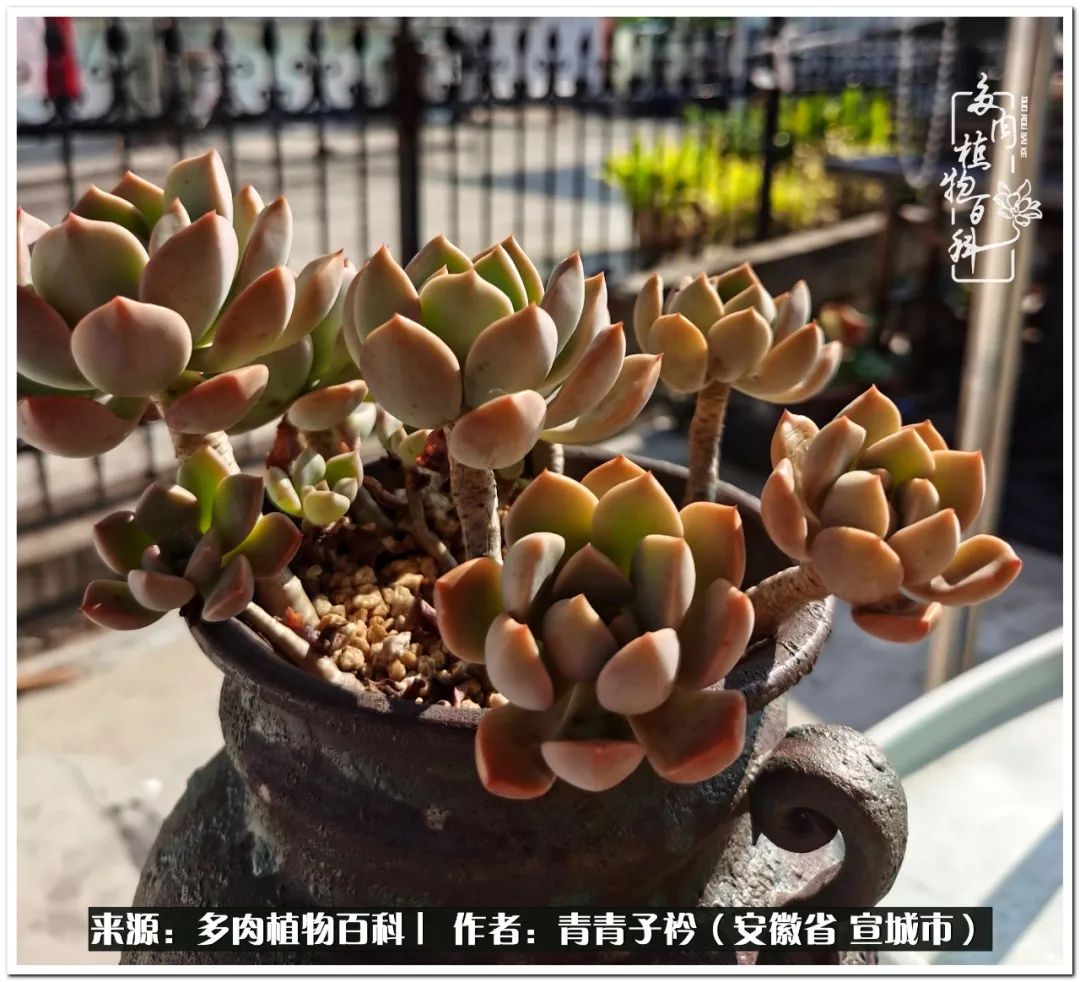 多肉植物雨燕座_雨燕座多肉_多肉雨燕座怎么養護