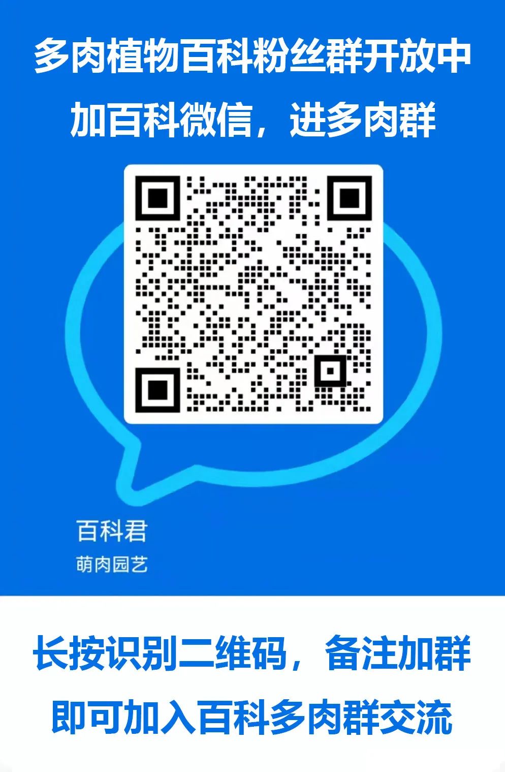 小燈籠多肉_多肉燈籠肉是什么_小燈籠多肉