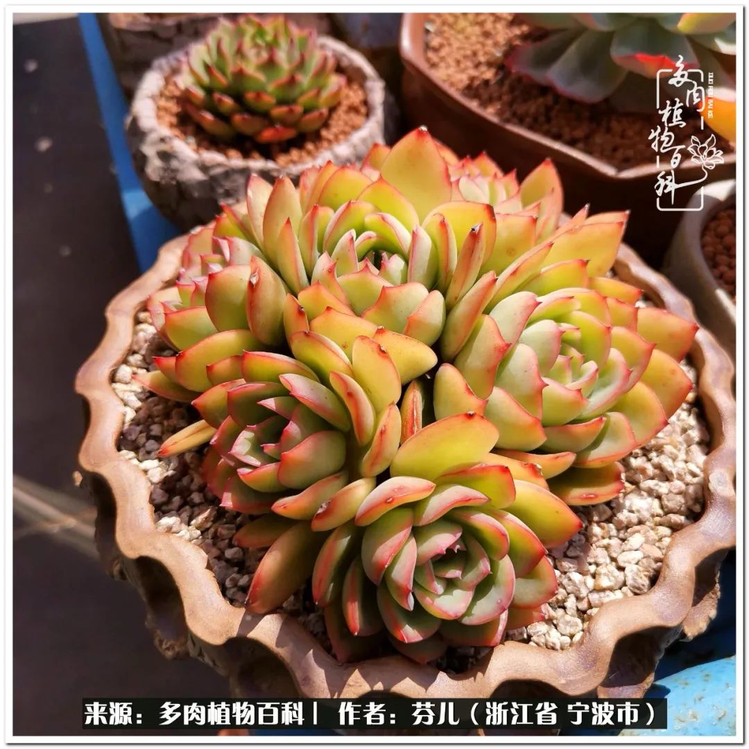 小燈籠多肉_小燈籠多肉_多肉燈籠肉是什么