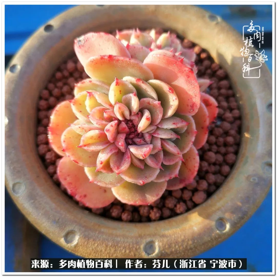 小燈籠多肉_多肉燈籠肉是什么_小燈籠多肉