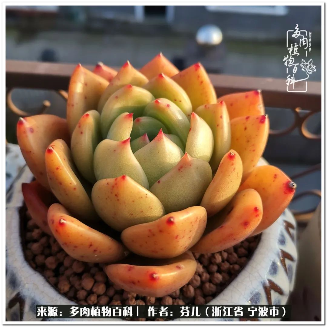 多肉燈籠肉是什么_小燈籠多肉_小燈籠多肉