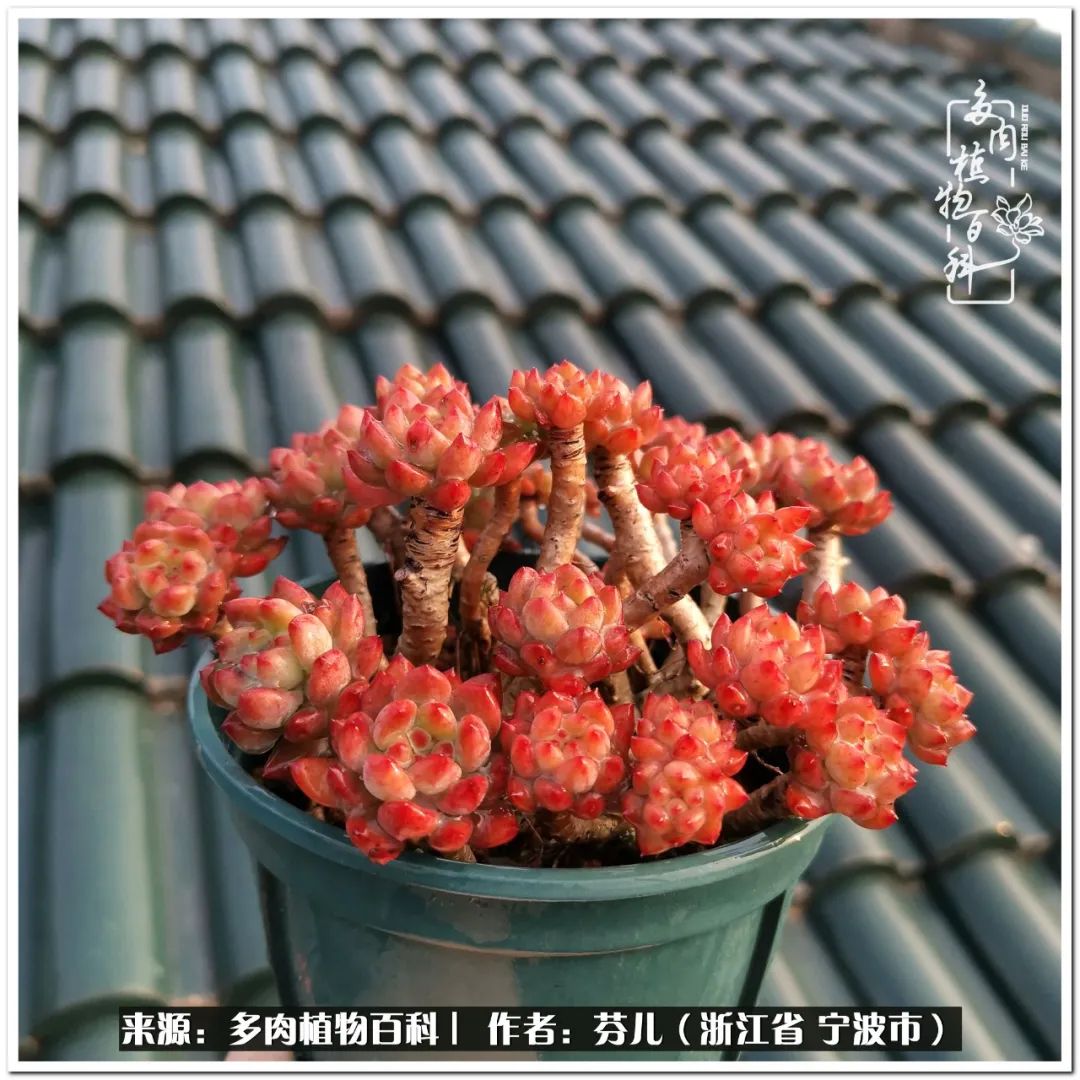 小燈籠多肉_多肉燈籠肉是什么_小燈籠多肉