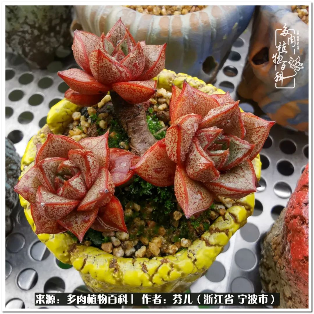 小燈籠多肉_多肉燈籠肉是什么_小燈籠多肉
