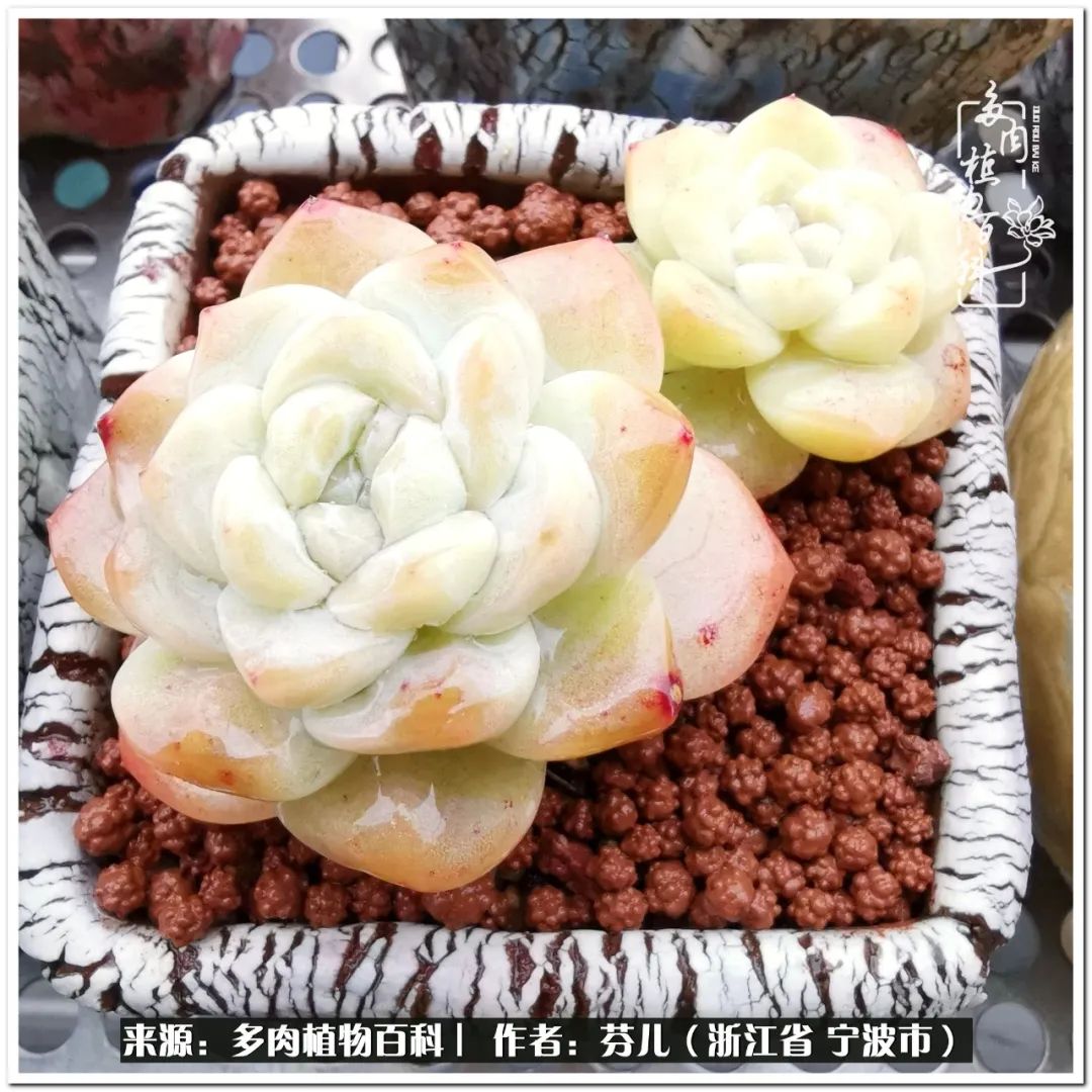 多肉燈籠肉是什么_小燈籠多肉_小燈籠多肉