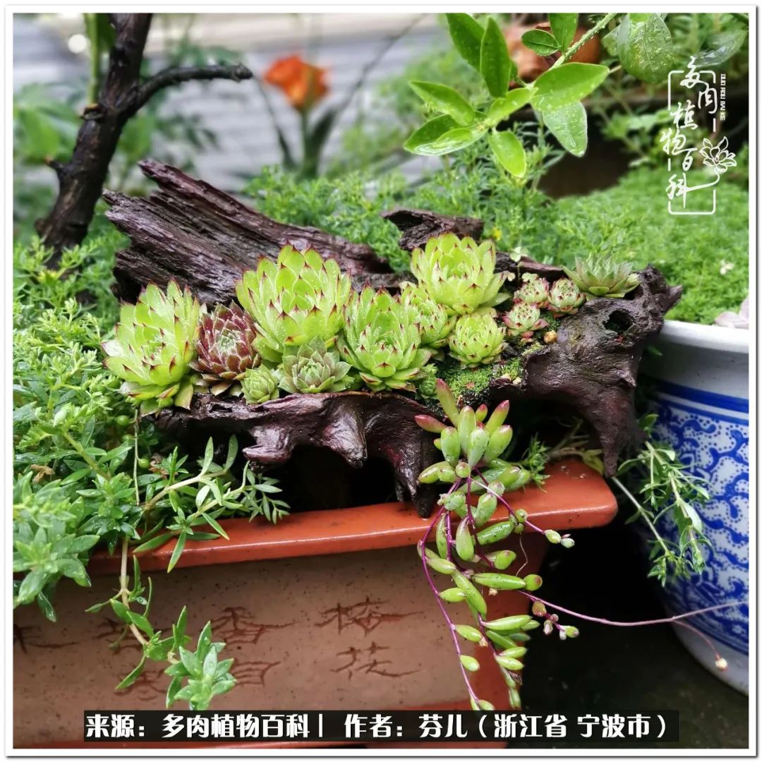 小燈籠多肉_多肉燈籠肉是什么_小燈籠多肉