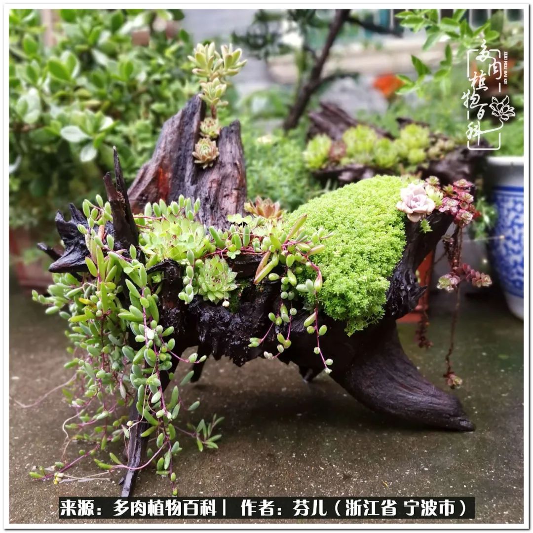 小燈籠多肉_多肉燈籠肉是什么_小燈籠多肉