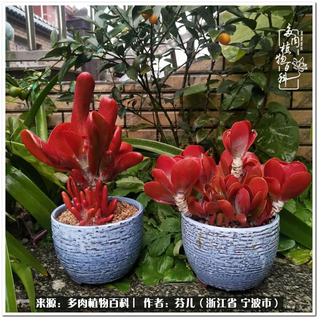 多肉燈籠肉是什么_小燈籠多肉_小燈籠多肉