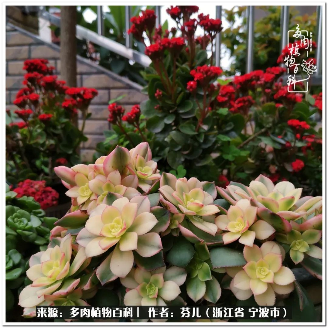 小燈籠多肉_小燈籠多肉_多肉燈籠肉是什么