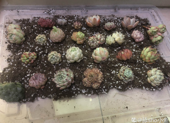 純土養多肉_多肉什么土比較好養活_養多肉用的土