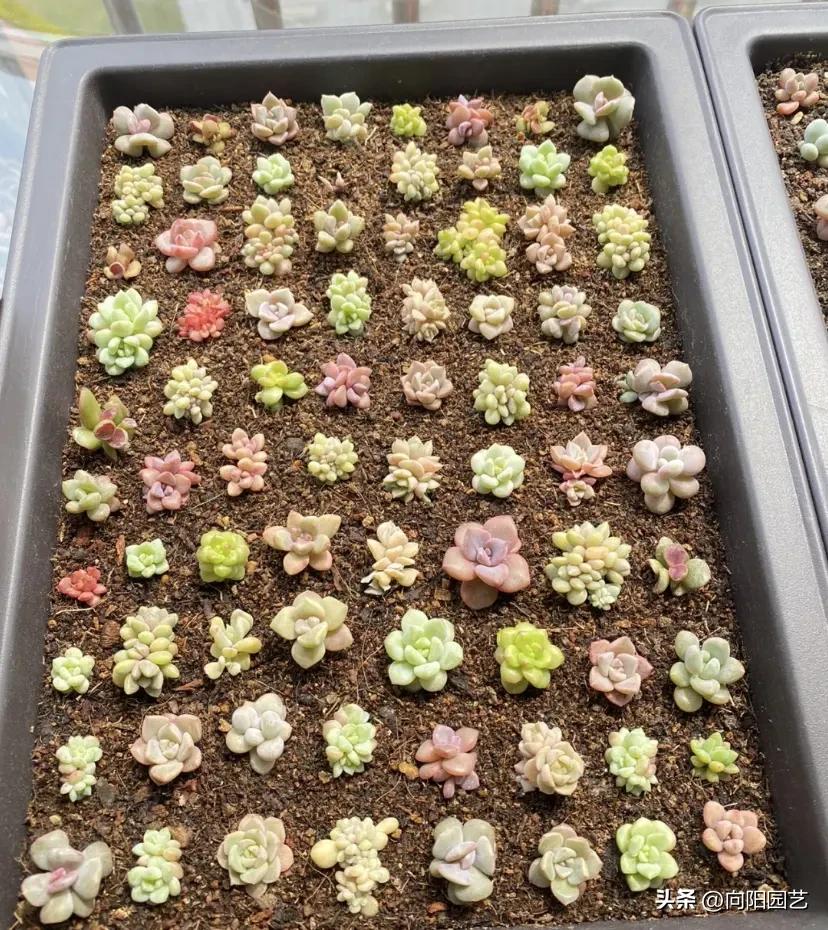 多肉植物葉插繁殖技巧_多肉葉片只長根不發芽是怎么回事_多肉植物葉片繁殖方法