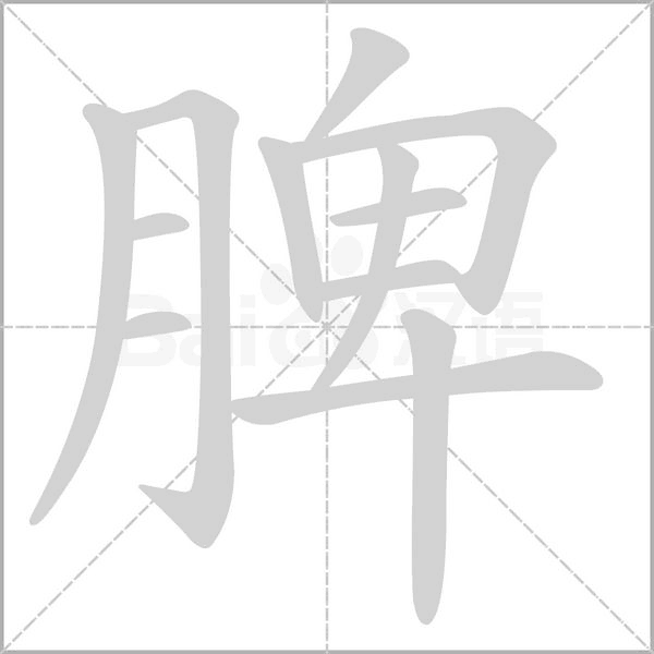 脾的筆順動畫演示